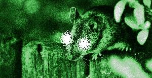 Científicos crean ratones con supervisión infrarroja