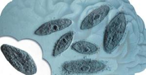 6 curiosidades sobre la ameba comecerebros