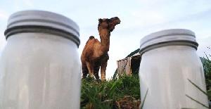 La leche de camello reduce la inflamación de la diabetes tipo 2