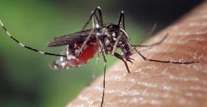 Las 5 enfermedades más peligrosas transmitidas por mosquitos